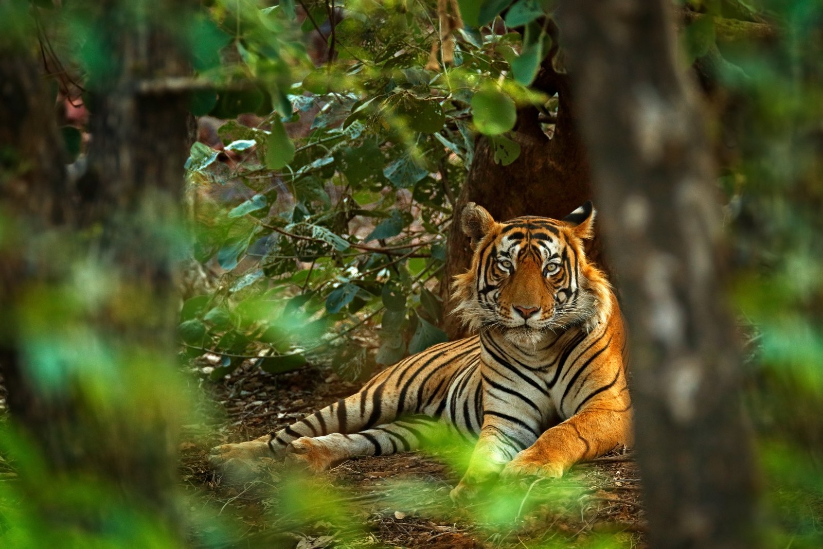 Painting of Bengal Tiger Resting in the Grass on Display at Jaipur