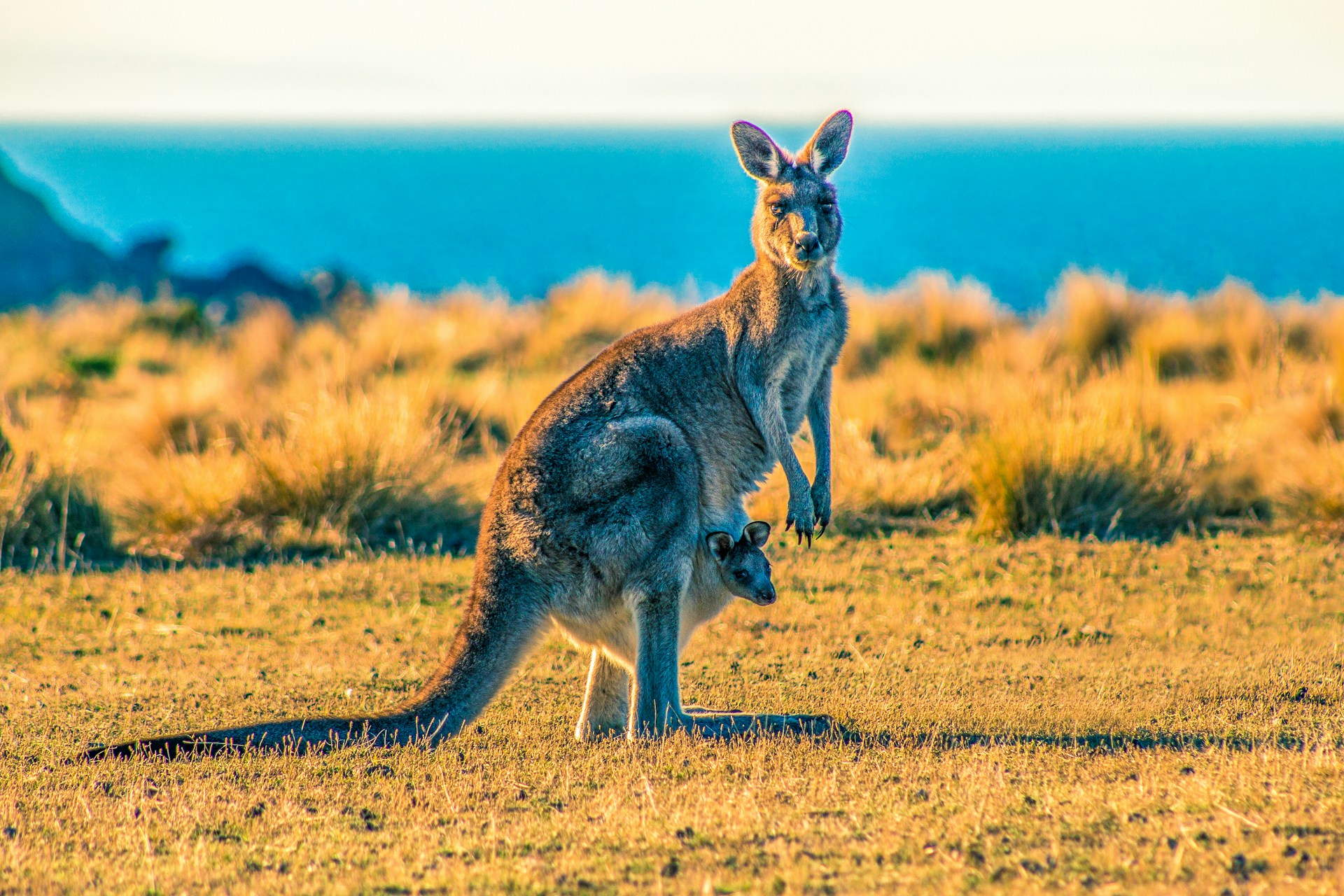 Kangaroo Island, Australia