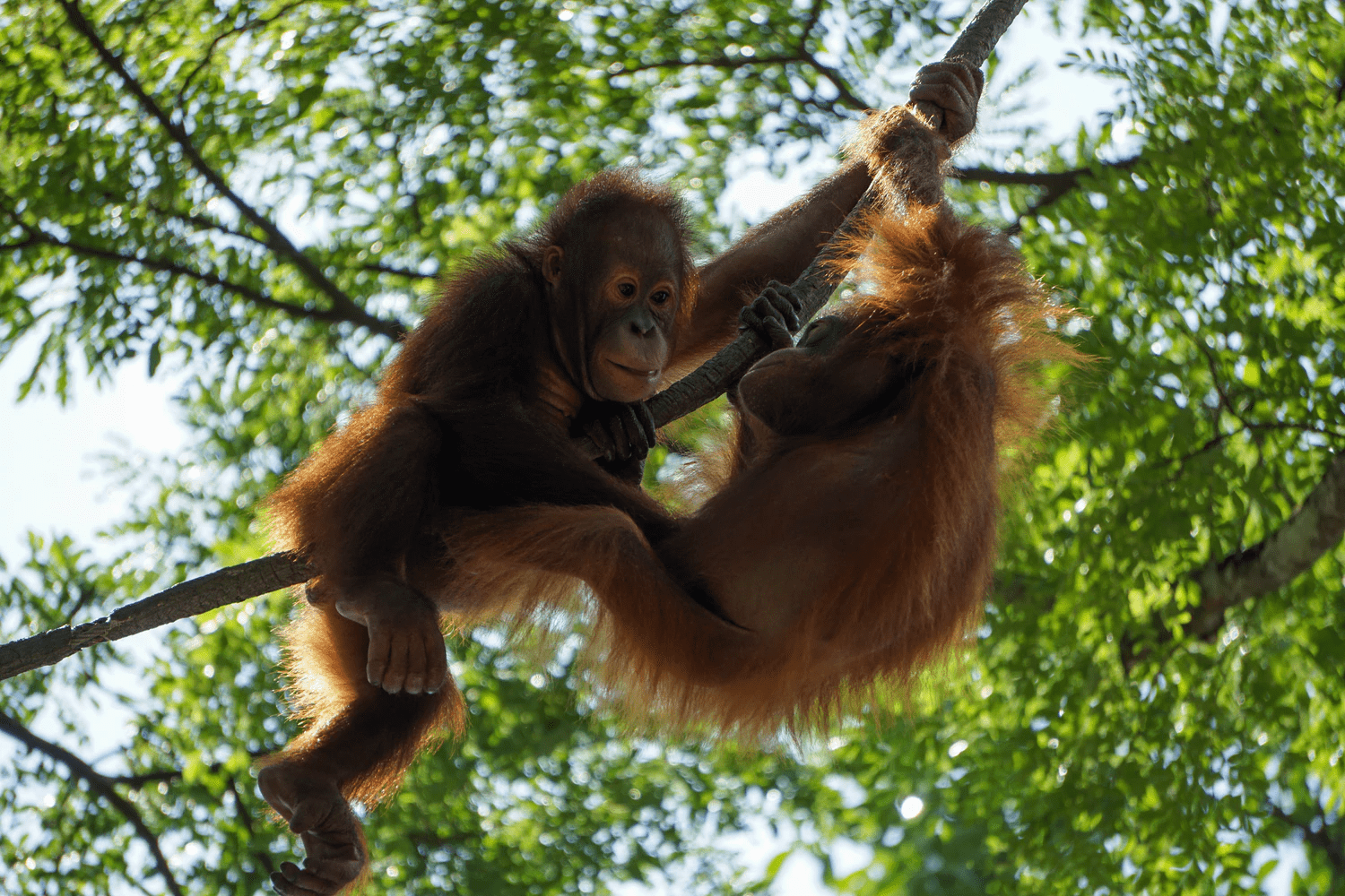 Malaysia - Orangutans - Sepilok Rainforest Reserve