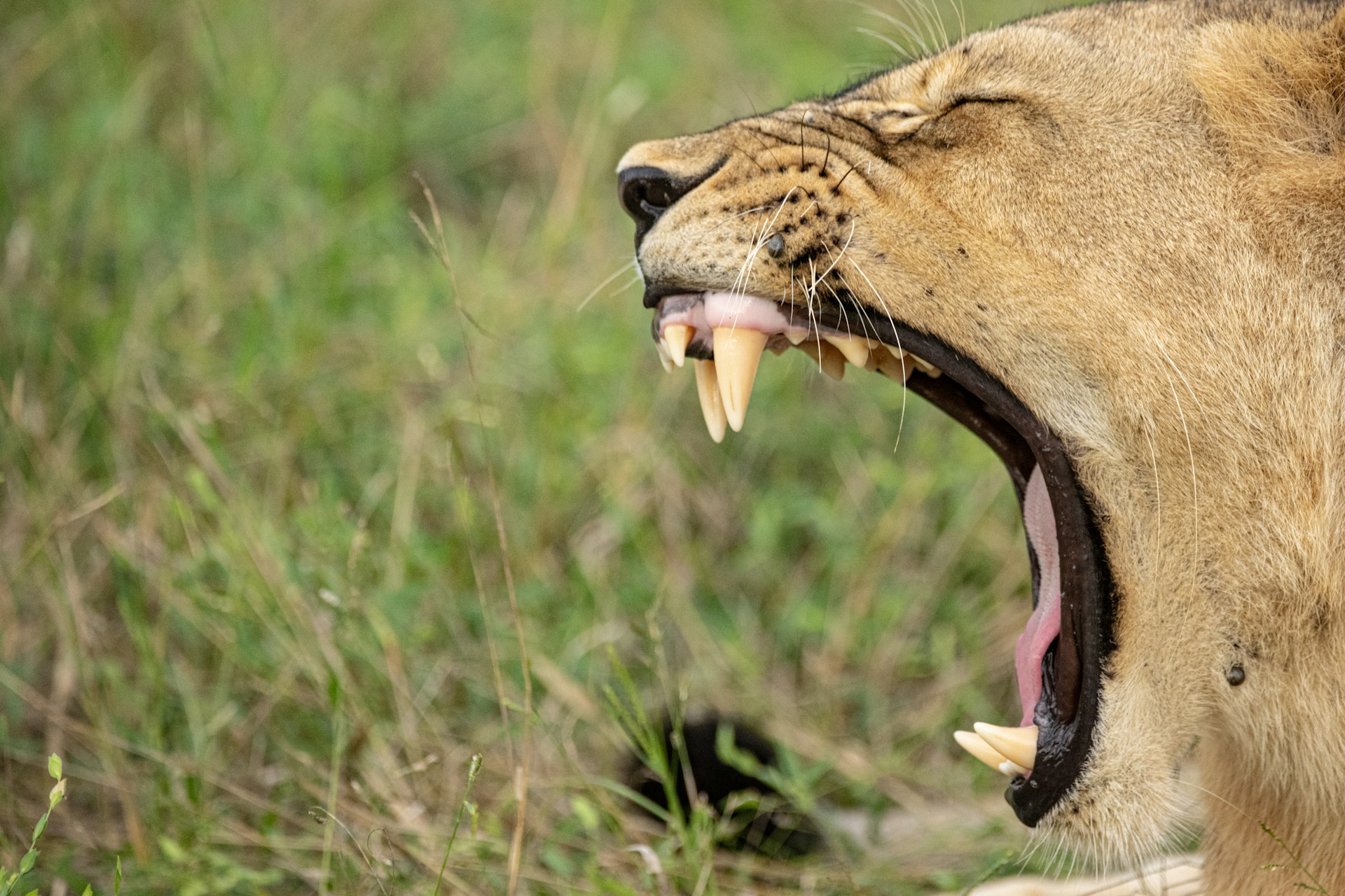 Mana Pools National Park-Zimbabwe