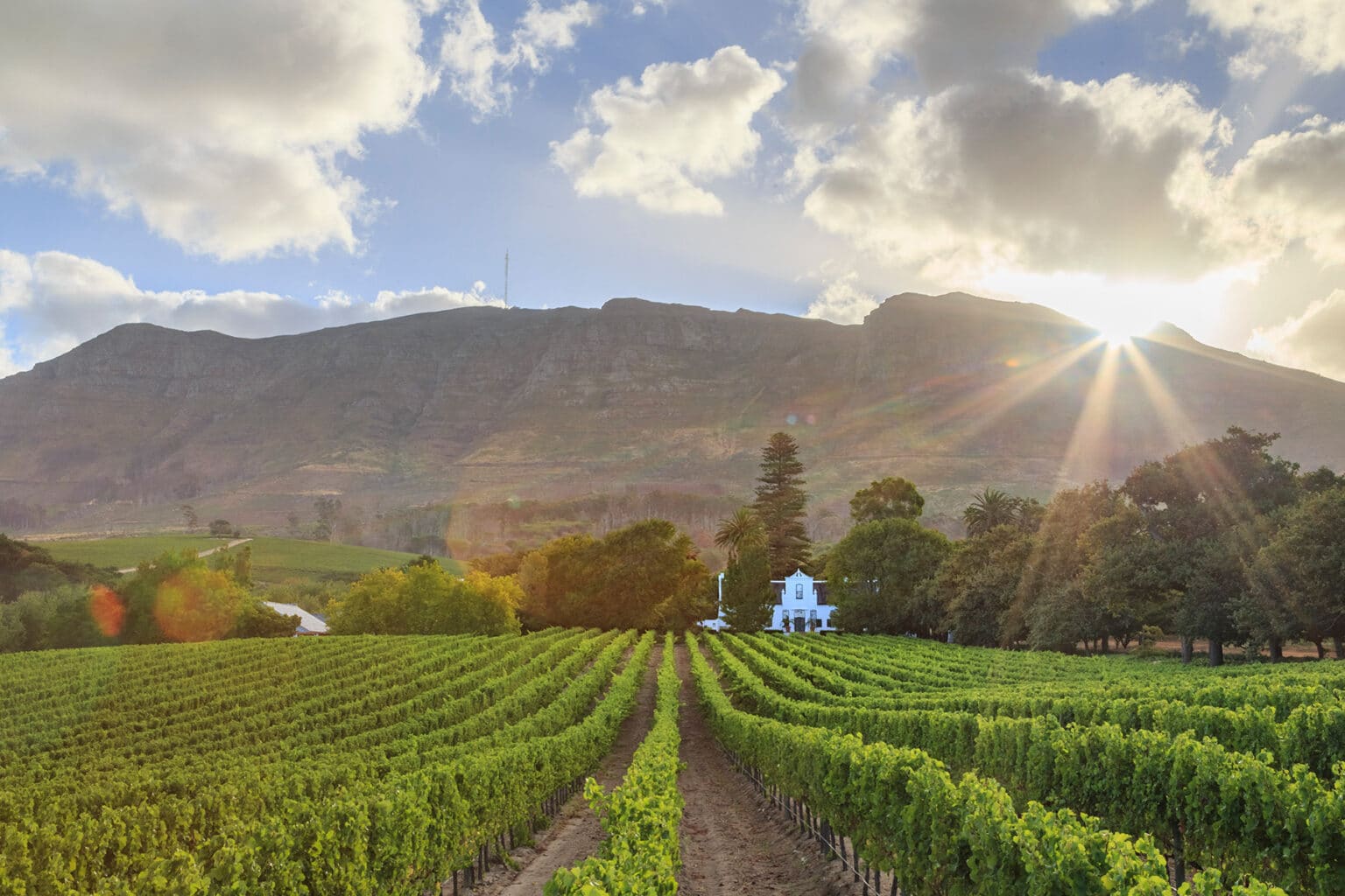 South Africa - Winelands