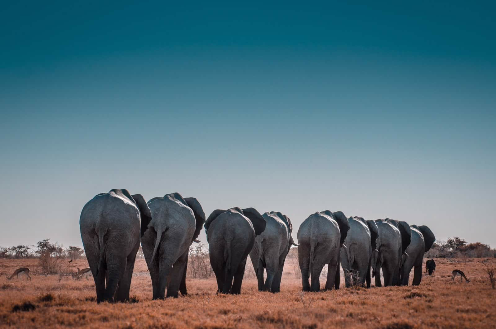 Elephants