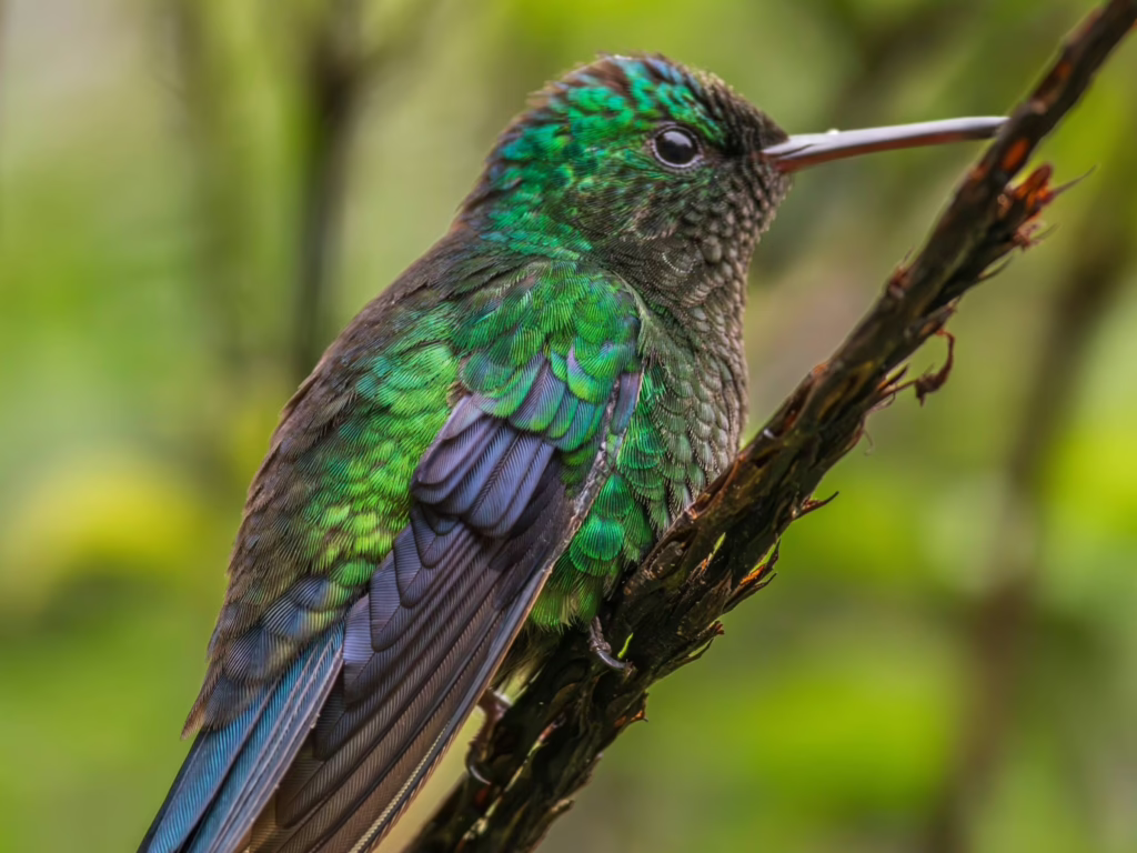Sword-billed hummingbird in Colombia