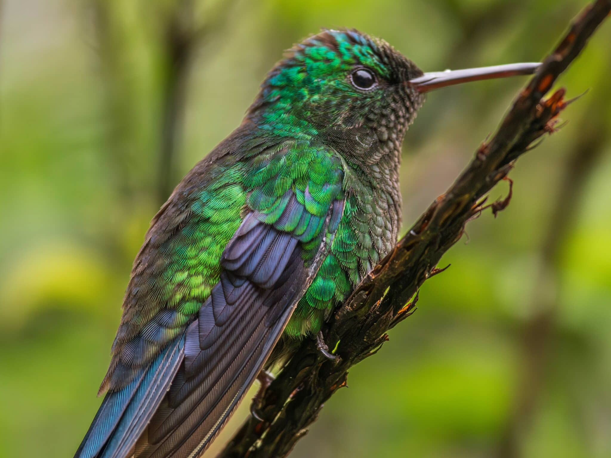 Sword-billed hummingbird in Colombia