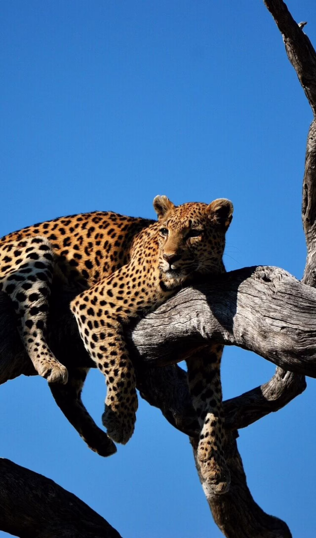 Okavango Delta, Botswana