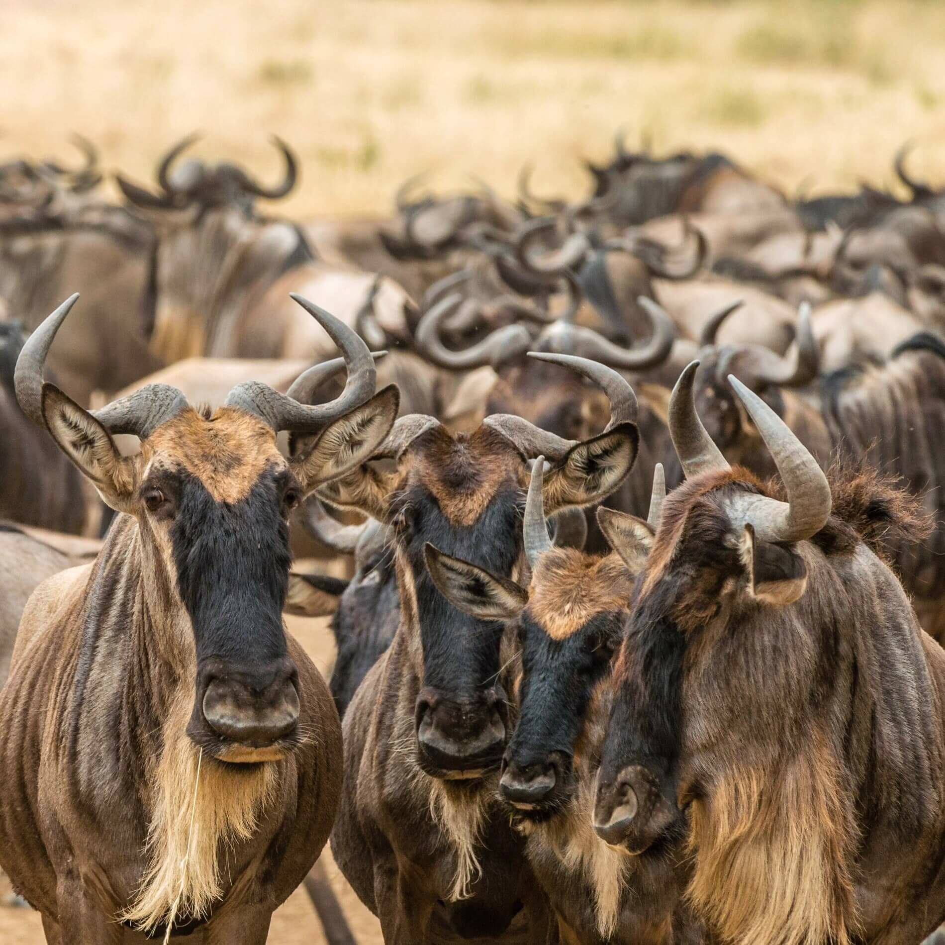 Masai Maara, Kenya