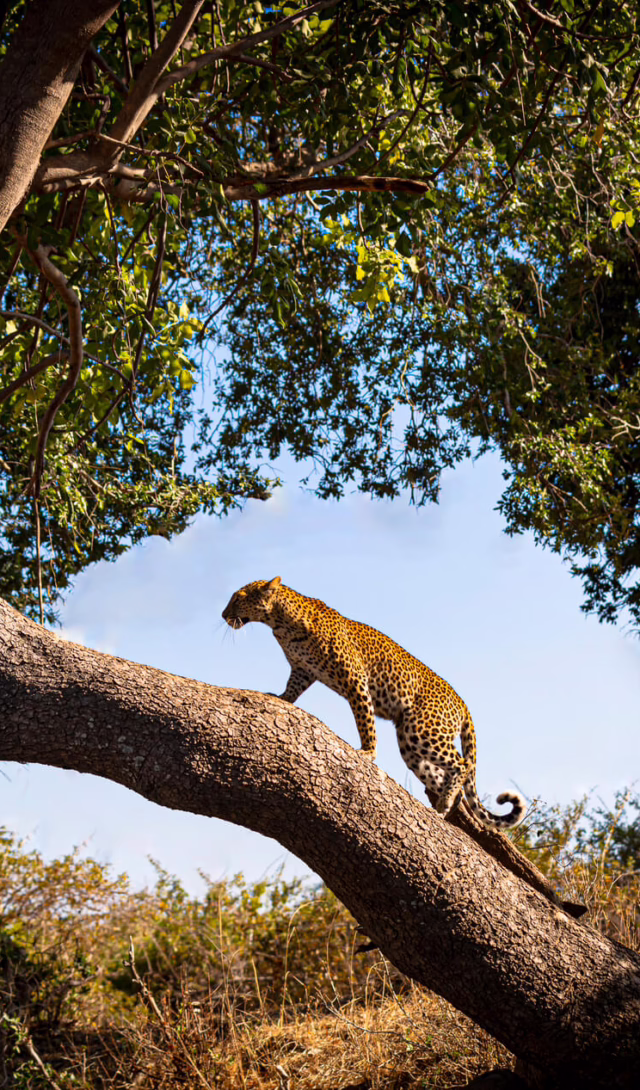 Leopard climbing a tree in Africa