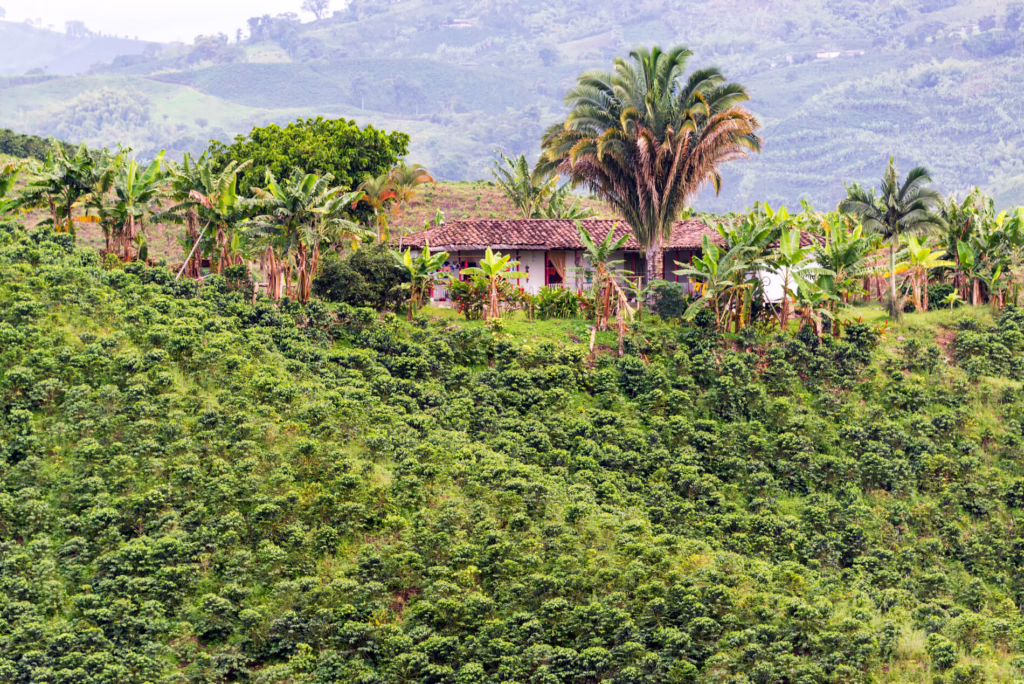 Coffee Region Manizales, Colombia