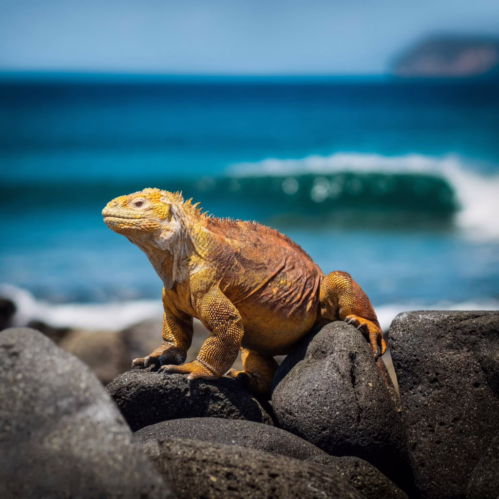 Marine iguana in the Galápagos, Ecuador