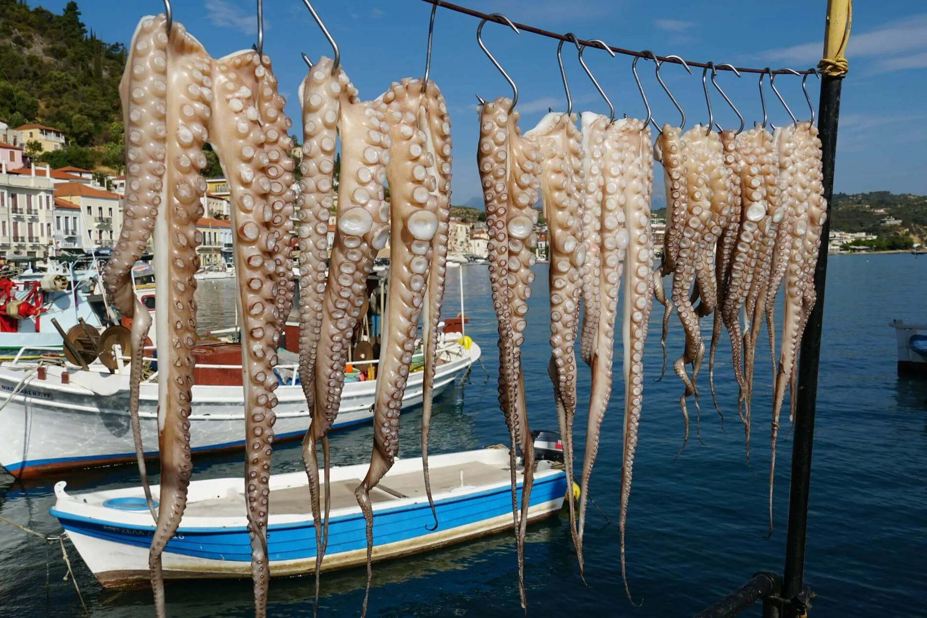 Octopus drying beside a fishing harbour in Greece