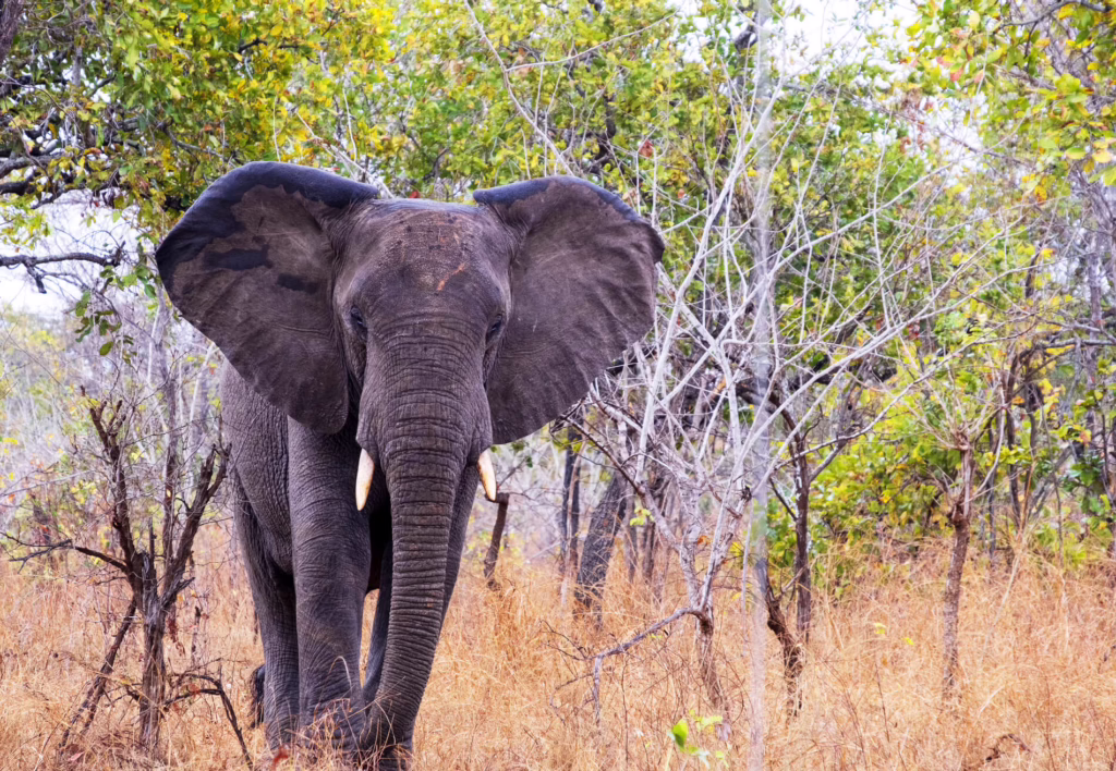 Majete Wildlife Reserve, Malawi