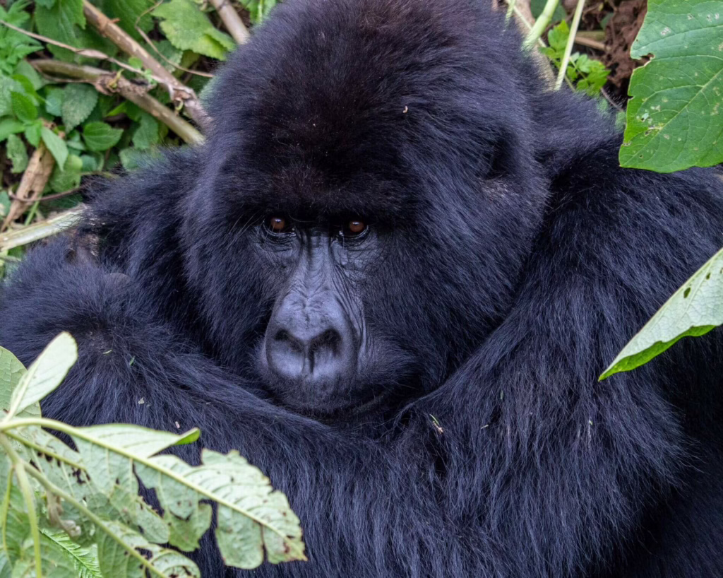 Bwindi Gorilla, Uganda