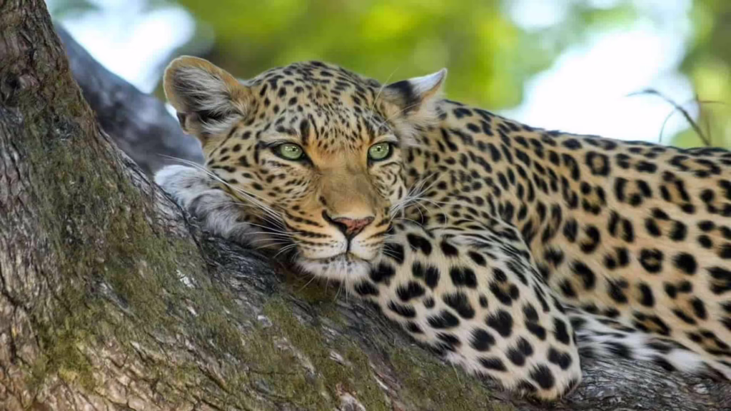 Leopard in a tree