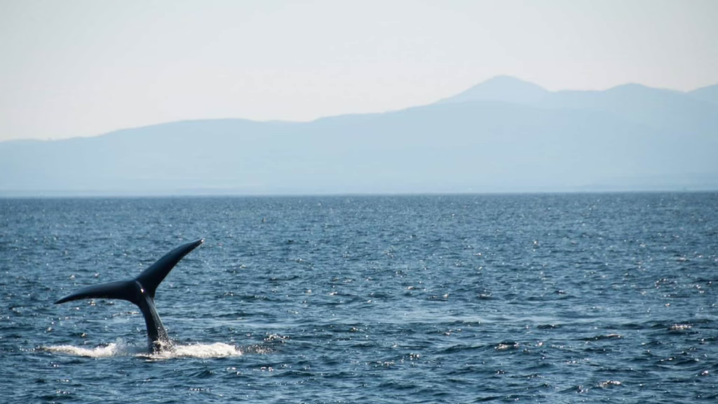 Whale in South Africa