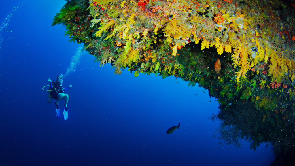 diving in zanzibar