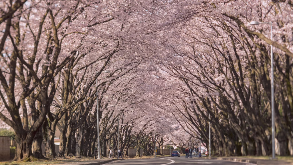 Trees full of cherry blossom