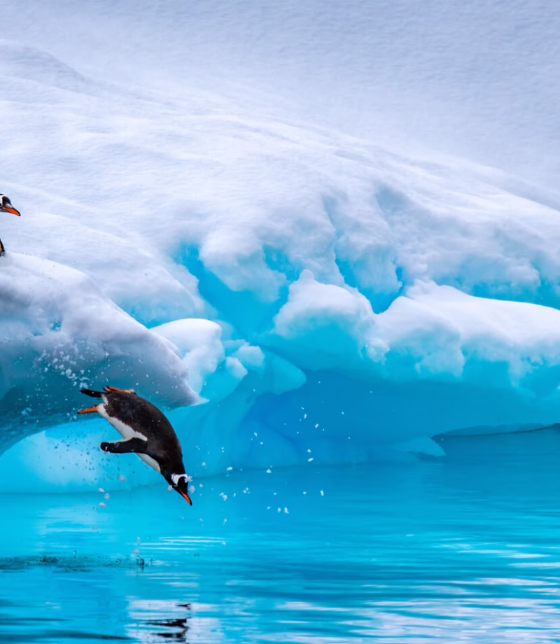 Gentoo penguins in Antarctica