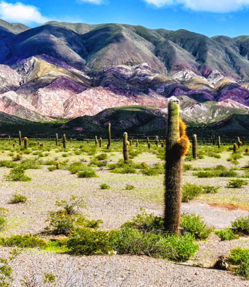 Los Cardones National Park, Argentina