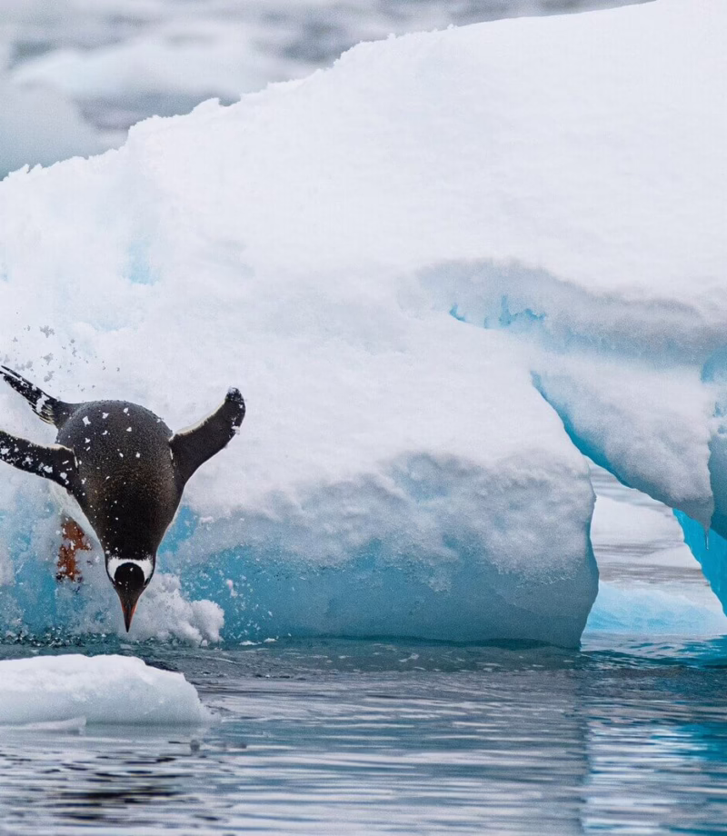 Antarctica Wildlife Watching, Antarctica