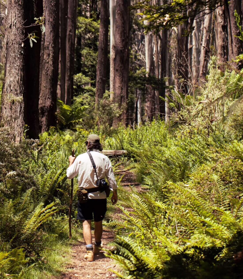 Bush Walk, Australia