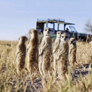 Mornings With Meerkats, Botswana
