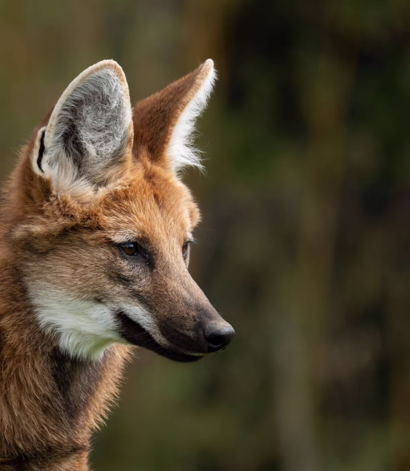 Cerrado Maned Wolf Sighting, Brazil