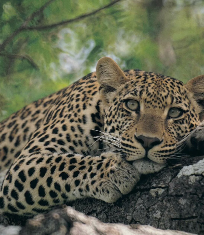 Pantanal Jaguar Spotting, Brazil