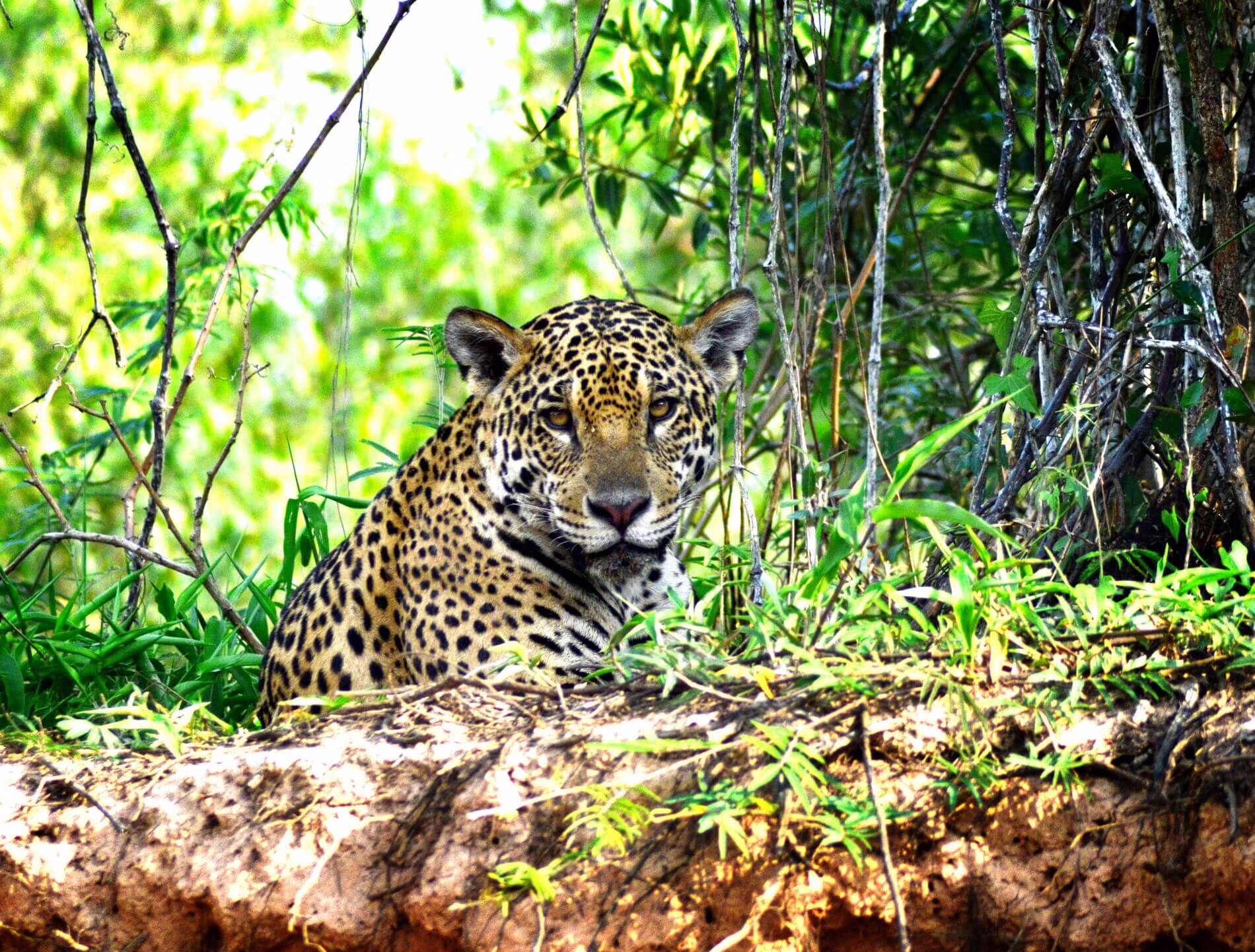 Pantanal, Brazil
