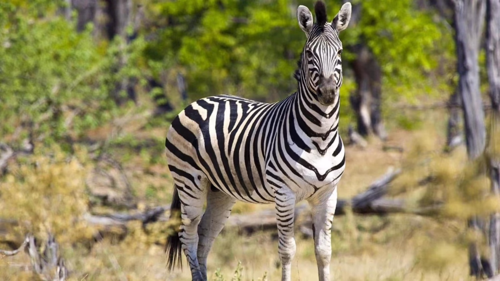 Zebra in Botswana