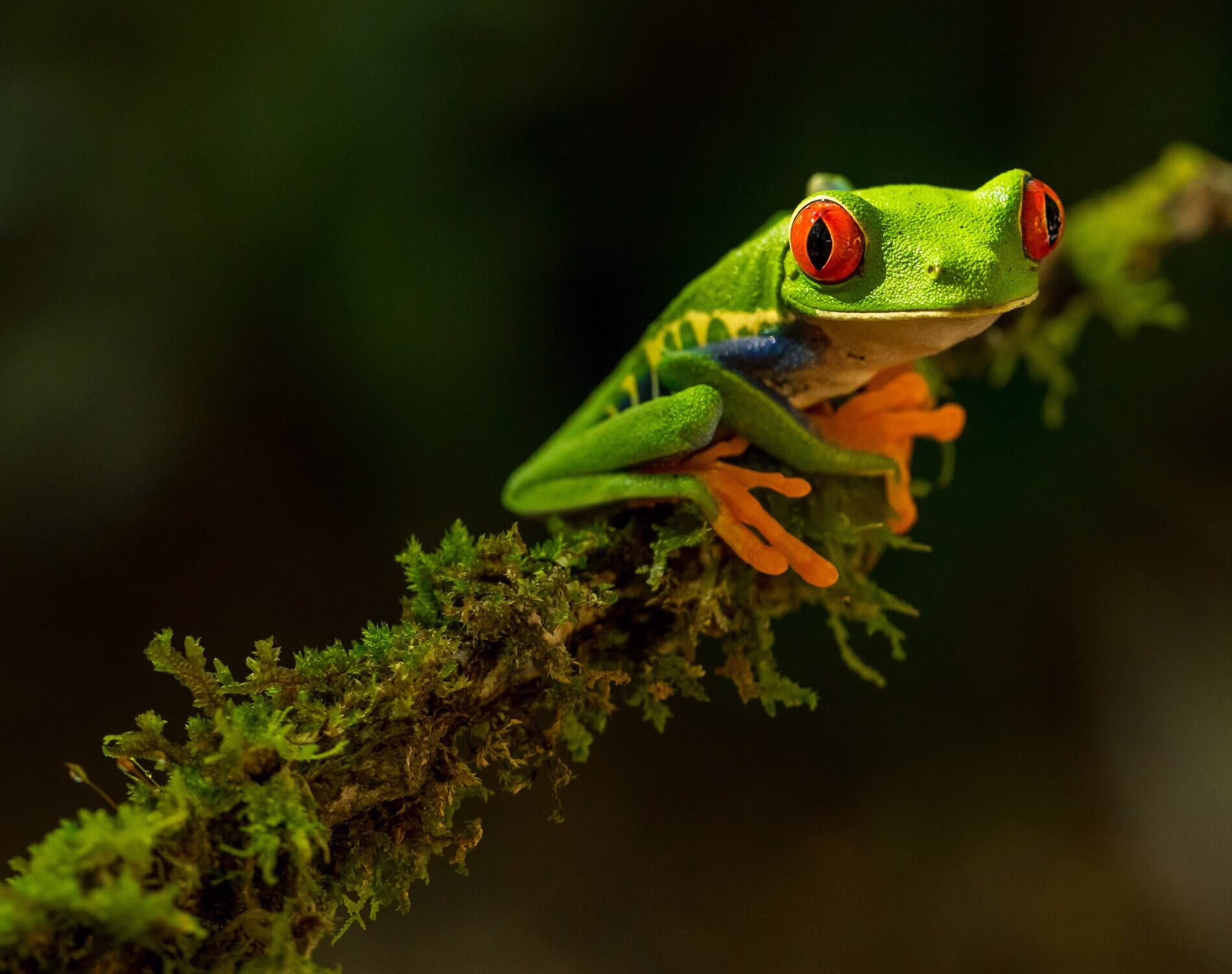 Red-eyed tree frog in Costa Rica
