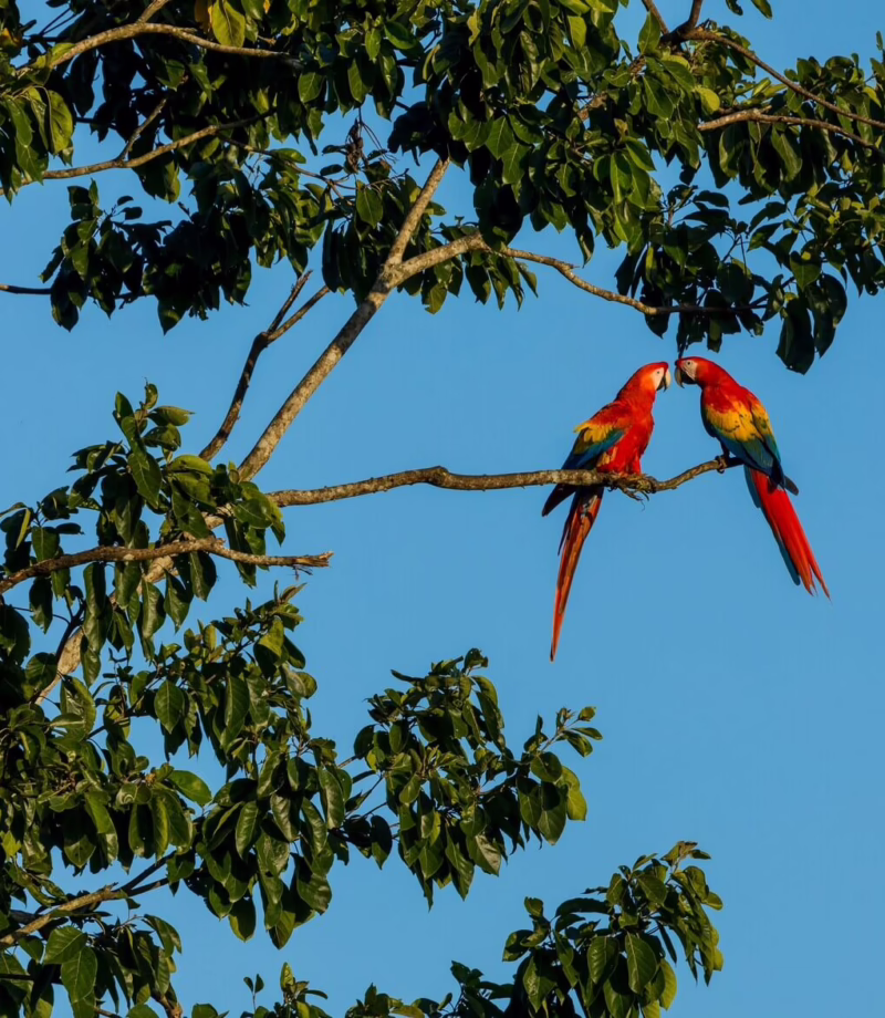 Scarlet macaws in Costa Rica