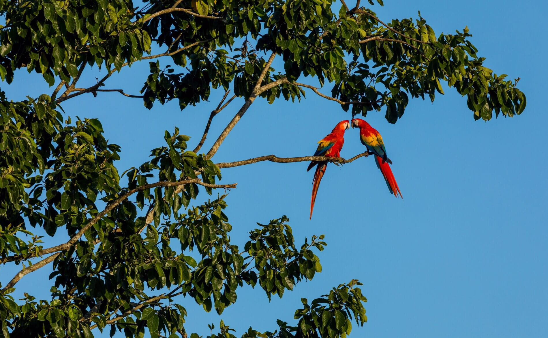 Scarlet macaws in Costa Rica