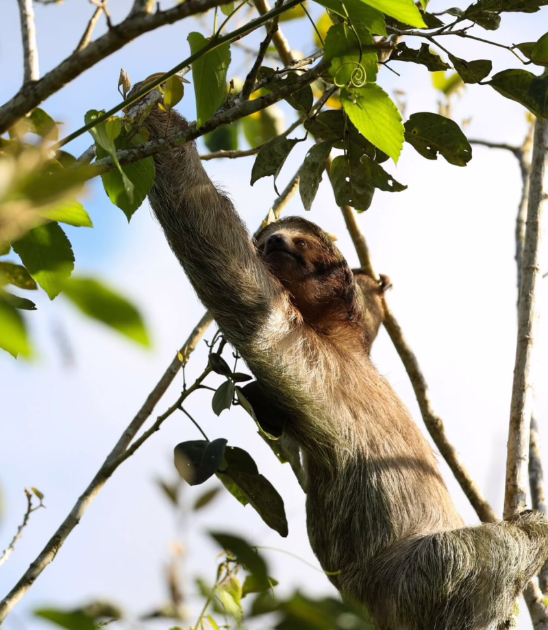 Expert Guided Sloth Spotting, Costa Rica