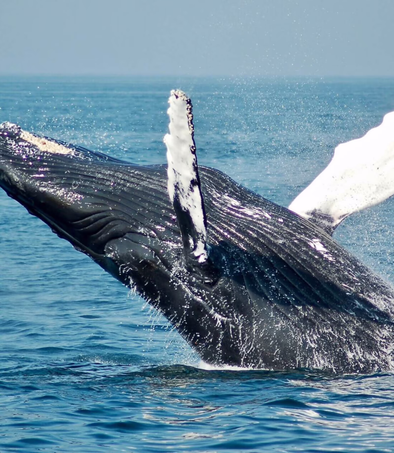 Whale Watching, Costa Rica
