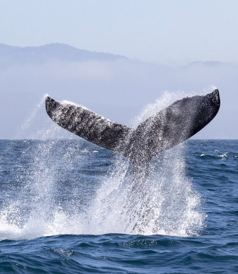Humpback Whale Watching, Dominican Republic