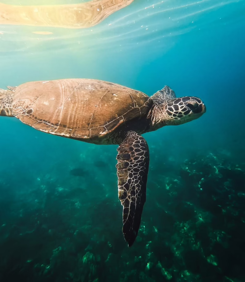 Galapagos Sea Turtle Snorkelling, Ecuador