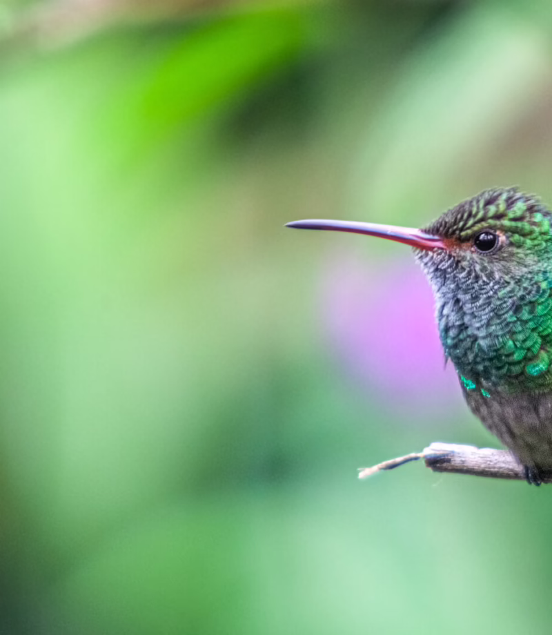 Mindo, Ecuador