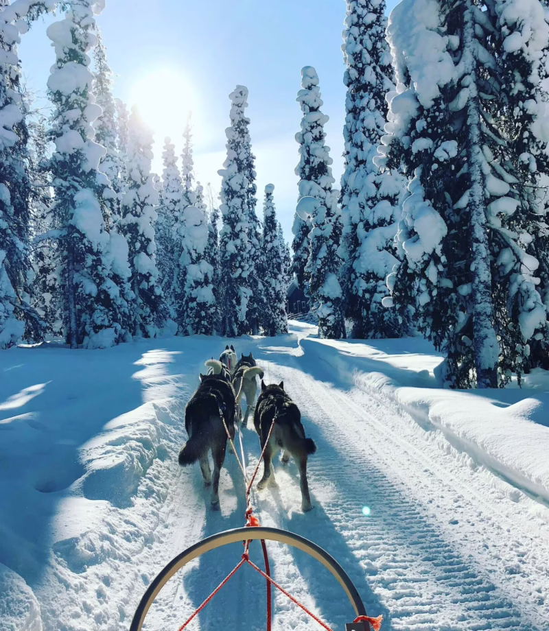 Husky Sledding, Finland