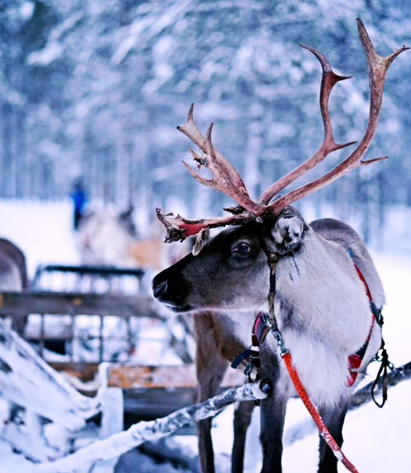 Reindeer Sleigh Ride, Finland