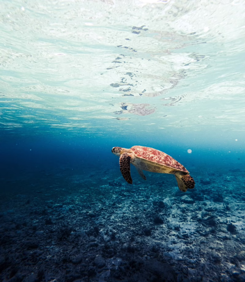Turtle Release, Indonesia
