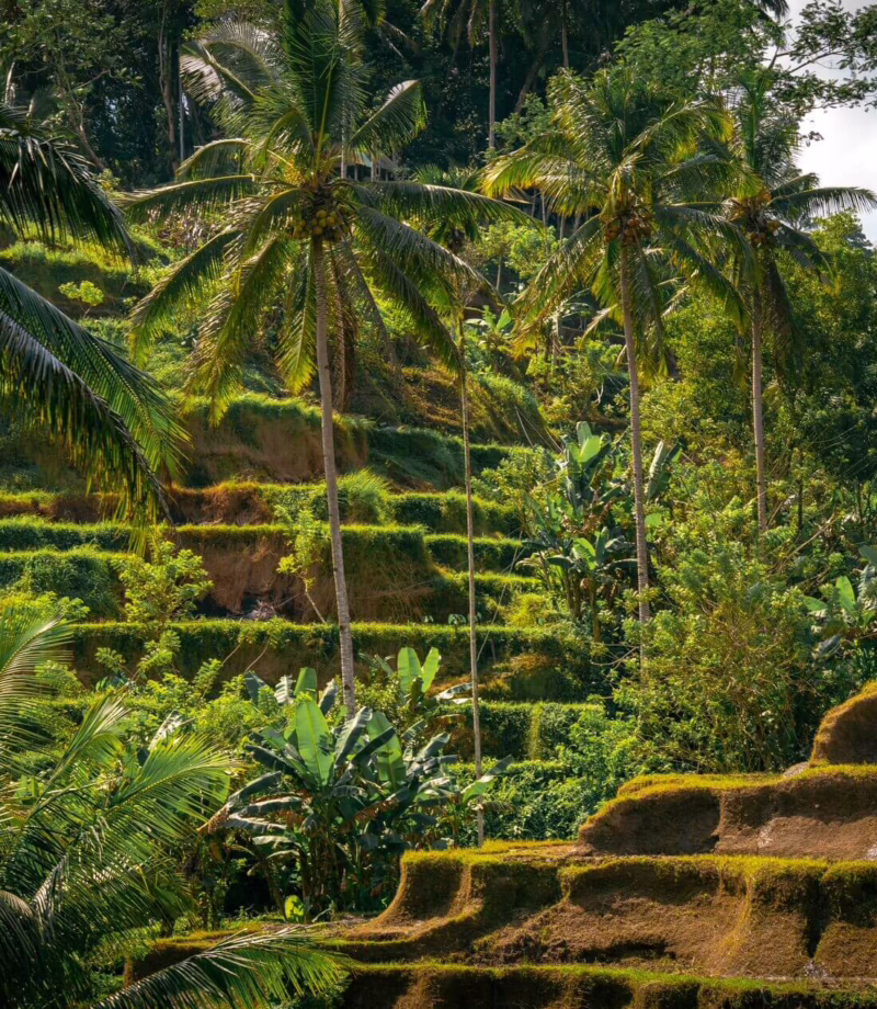 Ubud Jungle Trek, Indonesia