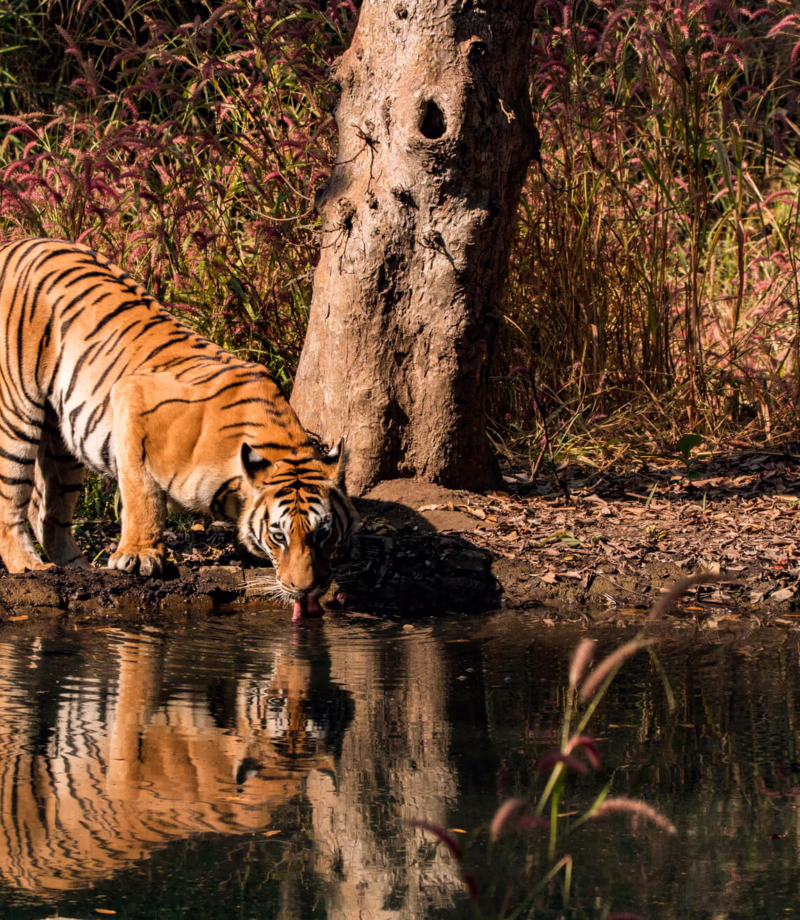 Kanha National Park, India