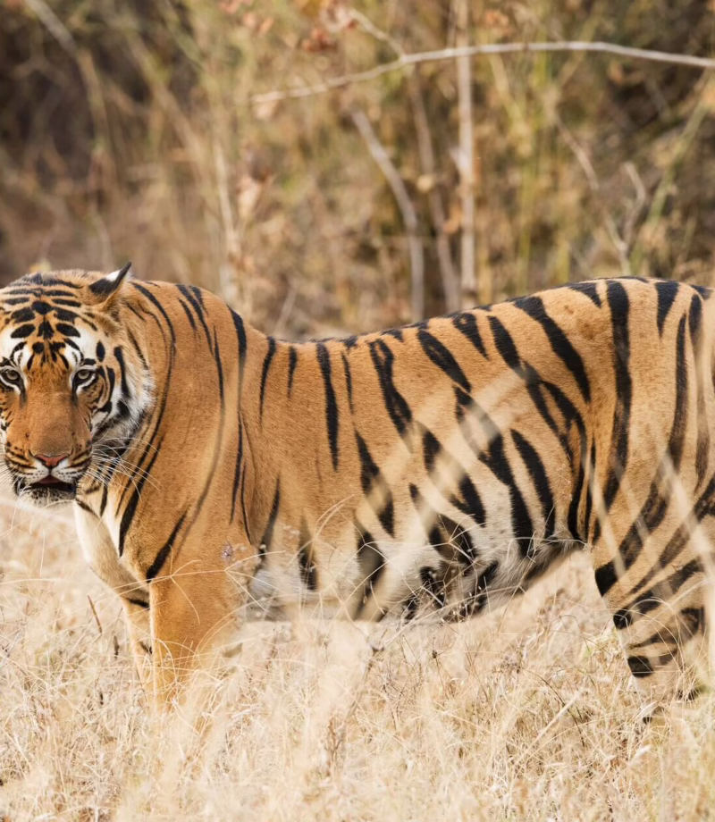 Tiger Tracking, India