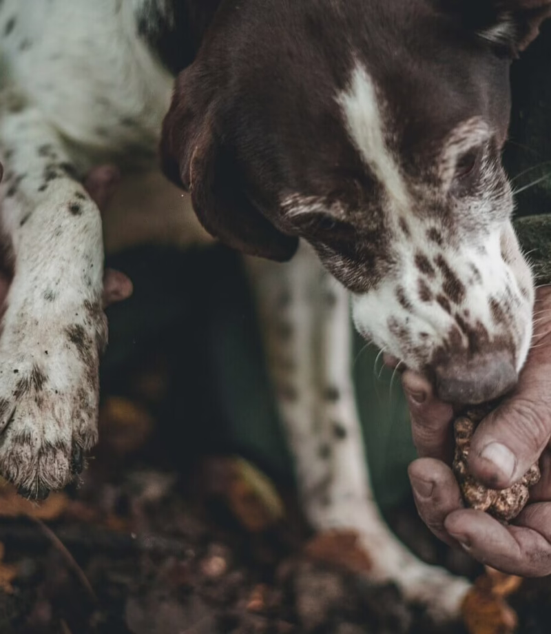 Truffle Hunting, Italy