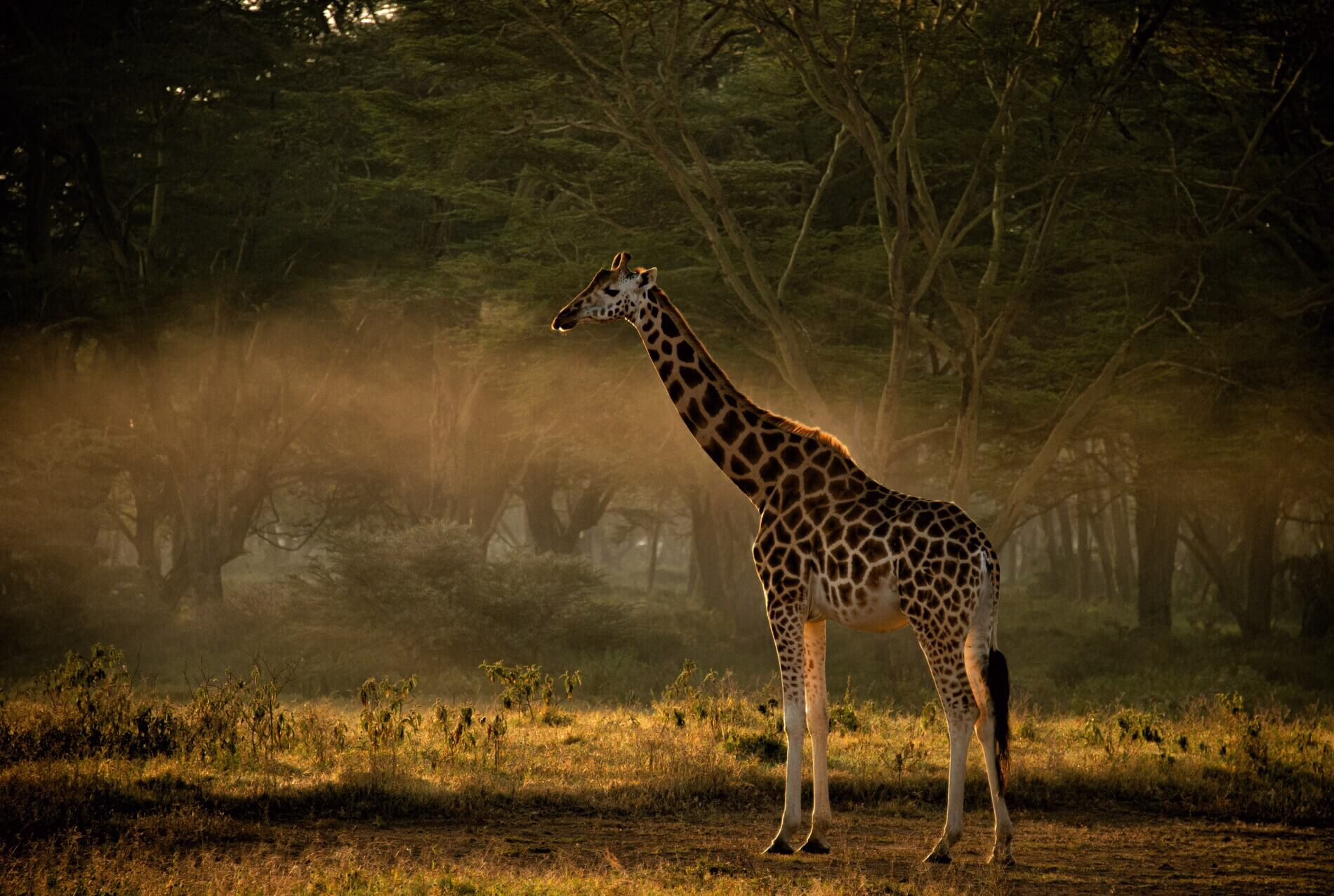 Samburu, Kenya