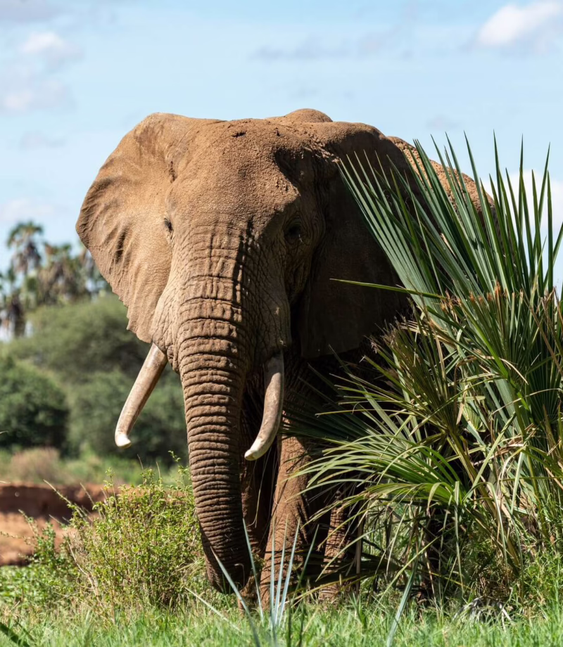 Samburu, Kenya