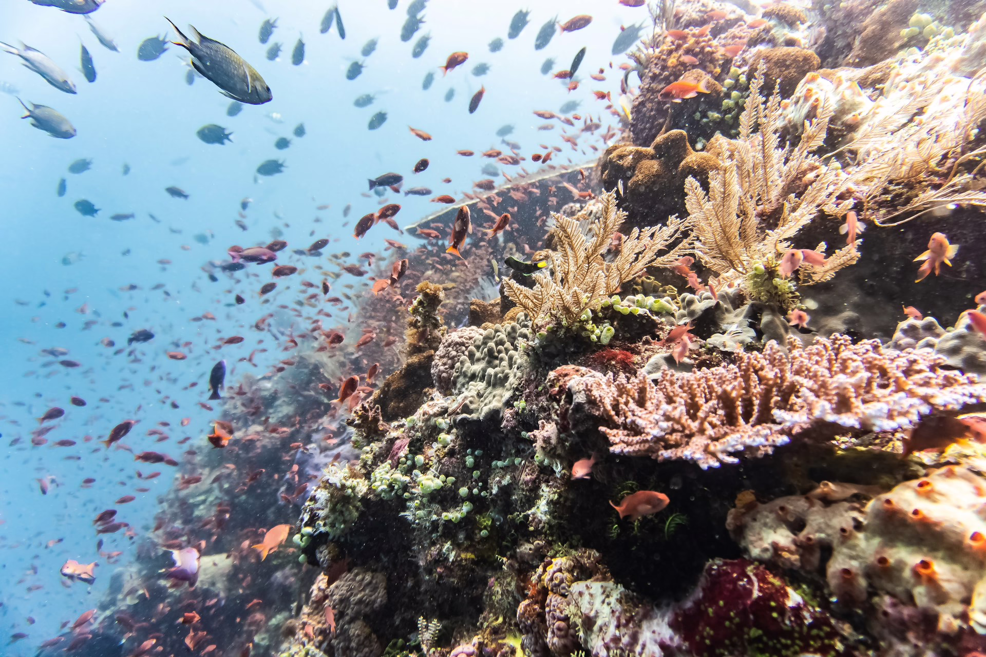 Coral reef in Komodo National park