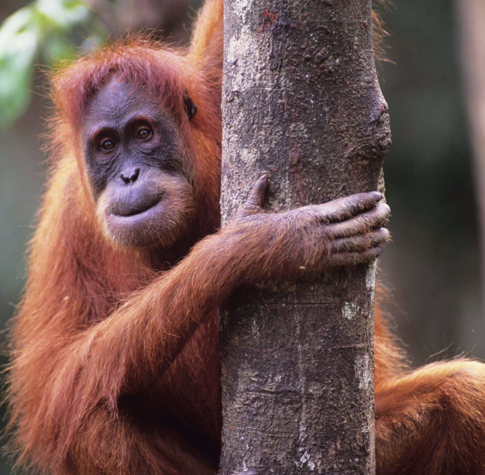 Orangutan, Malawi