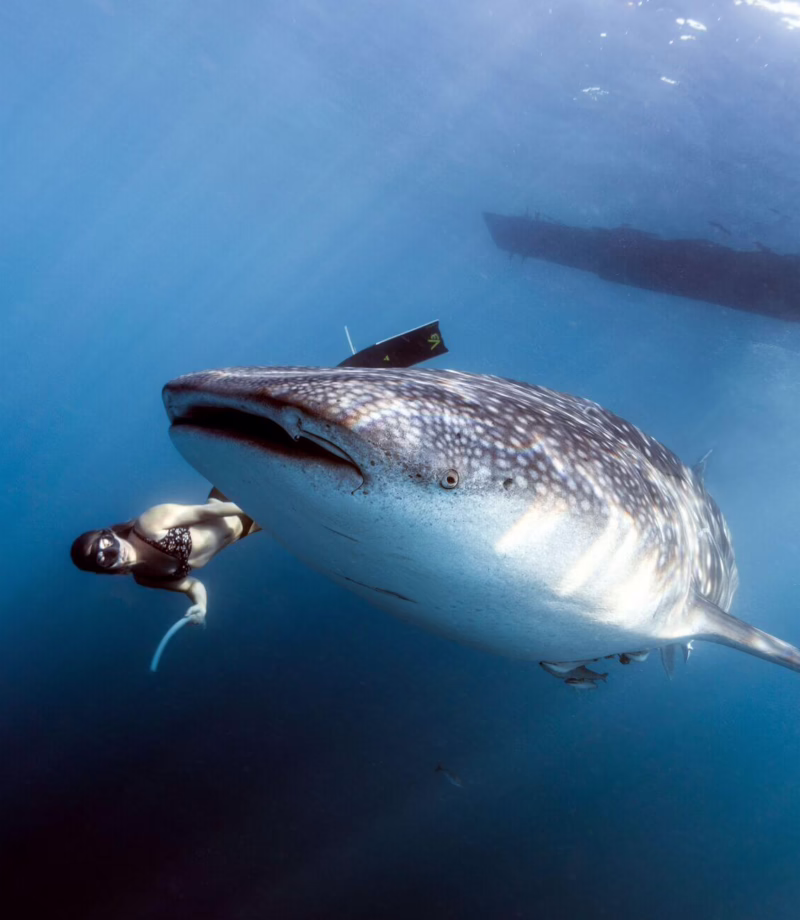 Baja Whale Shark Swimming, Mexico