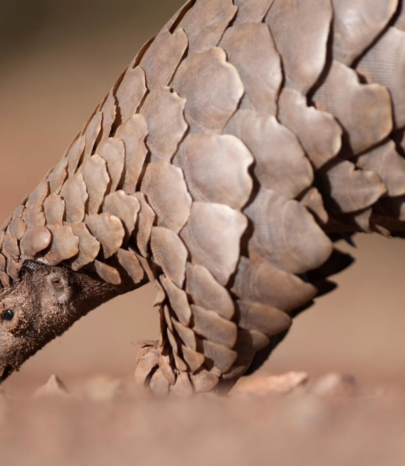 Pangolin Conservation, Mozambique